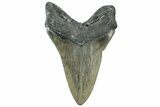 Serrated, Fossil Megalodon Tooth - North Carolina #319908-2